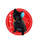 ポメ仲良し3兄弟てんじろふぅくん（個別スタンプ：31）
