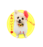 ポメ仲良し3兄弟てんじろふぅくん（個別スタンプ：33）