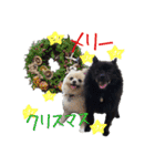 ポメ仲良し3兄弟てんじろふぅくん（個別スタンプ：39）