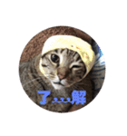 まん丸フゥちゃんスタンプ（個別スタンプ：2）