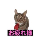 まん丸フゥちゃんスタンプ（個別スタンプ：5）