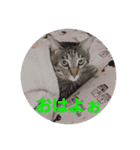 まん丸フゥちゃんスタンプ（個別スタンプ：6）