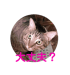 まん丸フゥちゃんスタンプ（個別スタンプ：11）