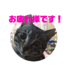 まん丸フゥちゃんスタンプ（個別スタンプ：15）