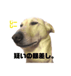 染様と時々よかいちと時々々らむ（個別スタンプ：13）