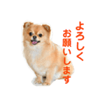 チワぽん③（個別スタンプ：1）