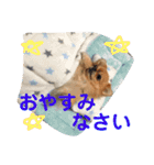 チワぽん③（個別スタンプ：3）