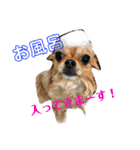 チワぽん③（個別スタンプ：7）