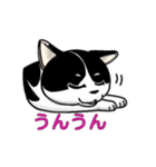 ぽっちゃり猫のチャコちゃんスタンプ（個別スタンプ：5）
