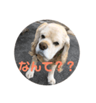 信です。（個別スタンプ：4）