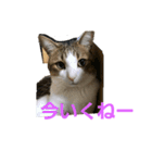 可愛いねこちゃん（個別スタンプ：1）