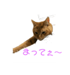 可愛いねこちゃん（個別スタンプ：4）