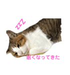 可愛いねこちゃん（個別スタンプ：5）