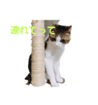 可愛いねこちゃん（個別スタンプ：6）