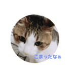 可愛いねこちゃん（個別スタンプ：8）