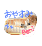 柴犬紅（個別スタンプ：2）