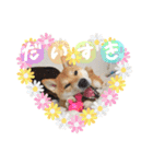 柴犬紅（個別スタンプ：3）