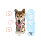 柴犬紅（個別スタンプ：4）