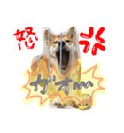 柴犬紅（個別スタンプ：5）
