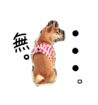 柴犬紅（個別スタンプ：6）