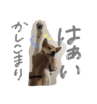 柴犬紅（個別スタンプ：7）