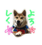 柴犬紅（個別スタンプ：8）