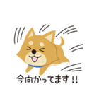 京都動物愛護センター 京ちゃん＆都ちゃん（個別スタンプ：31）