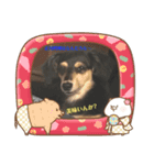 愛犬と猫2（個別スタンプ：1）