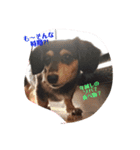 愛犬と猫2（個別スタンプ：2）