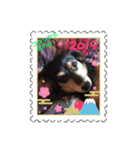 愛犬と猫2（個別スタンプ：4）