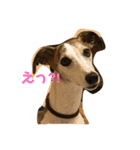 whippetレオン＆ディノ 第2弾（個別スタンプ：4）