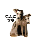 whippetレオン＆ディノ 第2弾（個別スタンプ：6）
