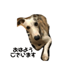 whippetレオン＆ディノ 第2弾（個別スタンプ：12）