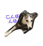 whippetレオン＆ディノ 第2弾（個別スタンプ：13）