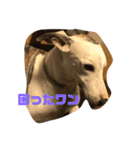 whippetレオン＆ディノ 第2弾（個別スタンプ：21）