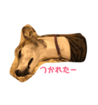 whippetレオン＆ディノ 第2弾（個別スタンプ：23）