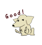 我家の愛犬 ベクオ スタンプ（個別スタンプ：8）
