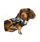 気の強い動物園！増量（個別スタンプ：7）