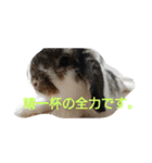 気の強い動物園！増量（個別スタンプ：8）