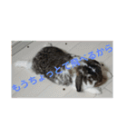 気の強い動物園！増量（個別スタンプ：10）