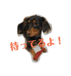 気の強い動物園！増量（個別スタンプ：13）