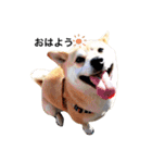 柴犬こたろうの日常（個別スタンプ：1）