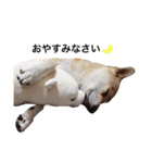 柴犬こたろうの日常（個別スタンプ：2）