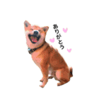 柴犬こたろうの日常（個別スタンプ：3）