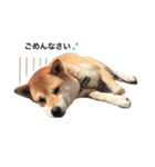 柴犬こたろうの日常（個別スタンプ：4）