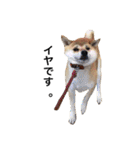 柴犬こたろうの日常（個別スタンプ：6）