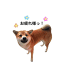 柴犬こたろうの日常（個別スタンプ：7）