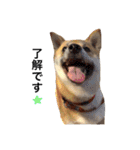 柴犬こたろうの日常（個別スタンプ：8）