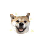 柴犬こたろうの日常（個別スタンプ：9）