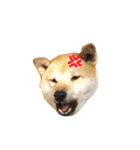 柴犬こたろうの日常（個別スタンプ：10）